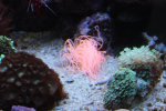 IMG_0621 ceriantus orange.jpg