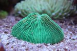 IMG_0616 fungia groen.jpg