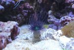 IMG_0618 ceriantus paars.jpg