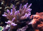 Aquarium mei 2012 028.jpg
