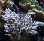 Aquarium mei 2012 029.jpg