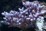 Aquarium mei 2012 030.jpg