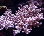 Aquarium mei 2012 031.jpg