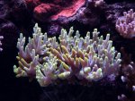 Aquarium mei 2012 032.jpg