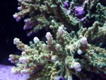 Aquarium mei 2012 033.jpg