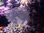 Aquarium mei 2012 034.jpg