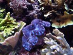 Aquarium mei 2012 035.jpg