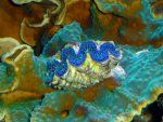 Aquarium mei 2012 008.jpg