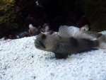Aquarium mei 2012 020.jpg