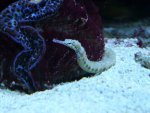 Aquarium mei 2012 021.jpg
