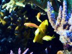 Aquarium mei 2012 079.jpg