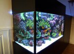 Aquarium mei 2012 053.jpg