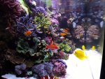 Aquarium mei 2012 062.jpg