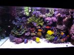 Aquarium mei 2012 068.jpg