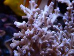 acropora 009.jpg