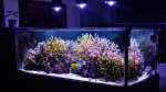 orphek-dif-100-xp-led.jpg