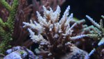 IMG_0886 paarse acro s.jpg