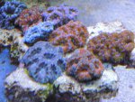 DSCN0558.jpg