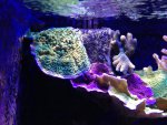 IMG_1272.jpg
