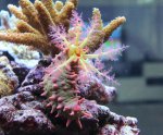 IMG_0634 groenemillepora13mei2012.jpg IMG_0634 groenemillepora13mei2012.jpg