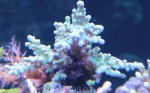 IMG_1801 blauweacroback.jpg IMG_1801 blauweacroback.jpg