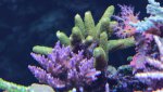 IMG_1805 groene millepora voor.jpg IMG_1805 groene millepora voor.jpg