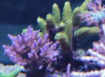 IMG_1804 groen millepora voor2.jpg IMG_1804 groen millepora voor2.jpg