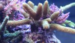 IMG_1806 groenemillepora voet.jpg IMG_1806 groenemillepora voet.jpg