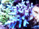 aqua dec. 2012 050.jpg