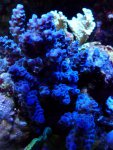 aqua dec. 2012 053.jpg