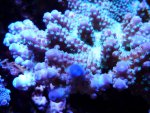 aqua dec. 2012 056.jpg