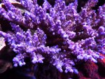 aqua dec. 2012 030.jpg