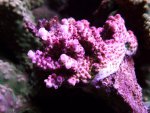 aqua dec. 2012 020.jpg