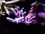 aqua dec. 2012 022.jpg