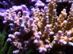aqua dec. 2012 024.jpg