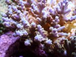 acropora porata 018.jpg