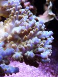 acropora porata 028.jpg