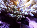 acropora porata 017.jpg