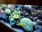 005 [Zeewaterforum.nl en .info].JPG