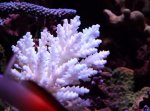 aquarium jan 2013 015.jpg