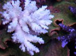 aquarium jan 2013 029.jpg
