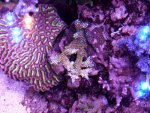 aquarium jan 2013 031.jpg