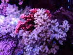 aquarium jan 2013 032.jpg