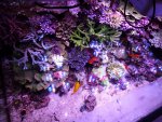 aquarium jan 2013 033.jpg