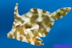 Acreichthys.tomentosus.jpg