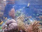 uploadfromtaptalk1362649298693.jpg