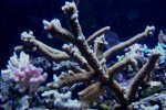 DSC03117.jpg