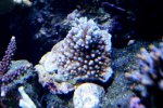 DSC03130.jpg