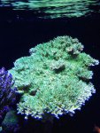 IMG_1320.jpg