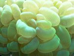groenbubclup.jpg